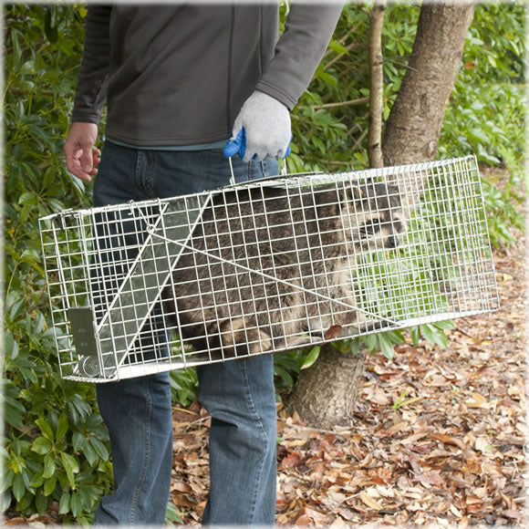 Live Animal Trap
